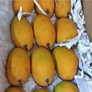 Indian Alphonso Mangoes!